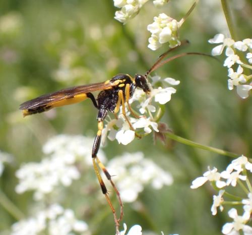 Amblyteles armatorius